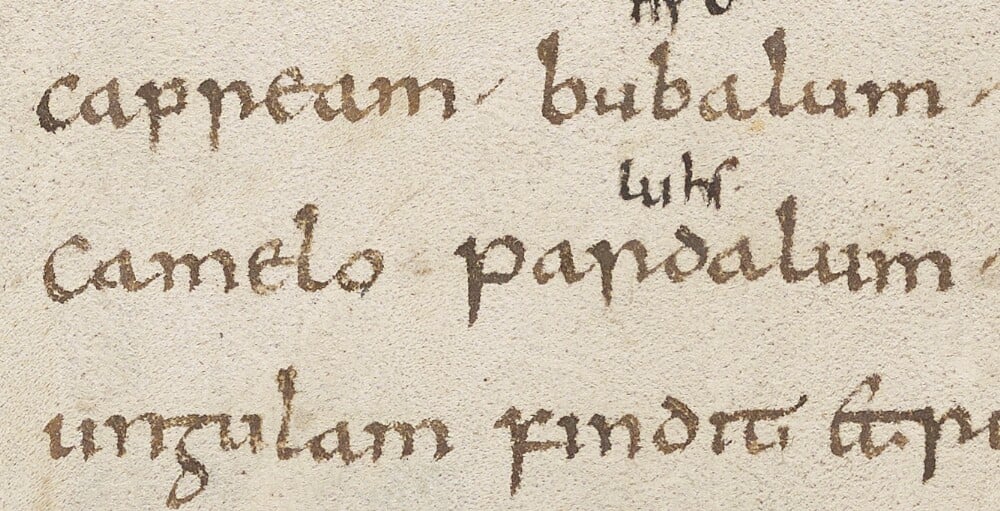 The spacing in the Latin word 'camelopardalum' glossed with Old High German 'luhs': Oxford, Bodleian Library, MS. Laud Lat. 92, fol. 20v.